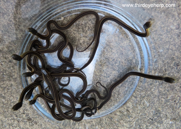 Butler's Garter Snakes